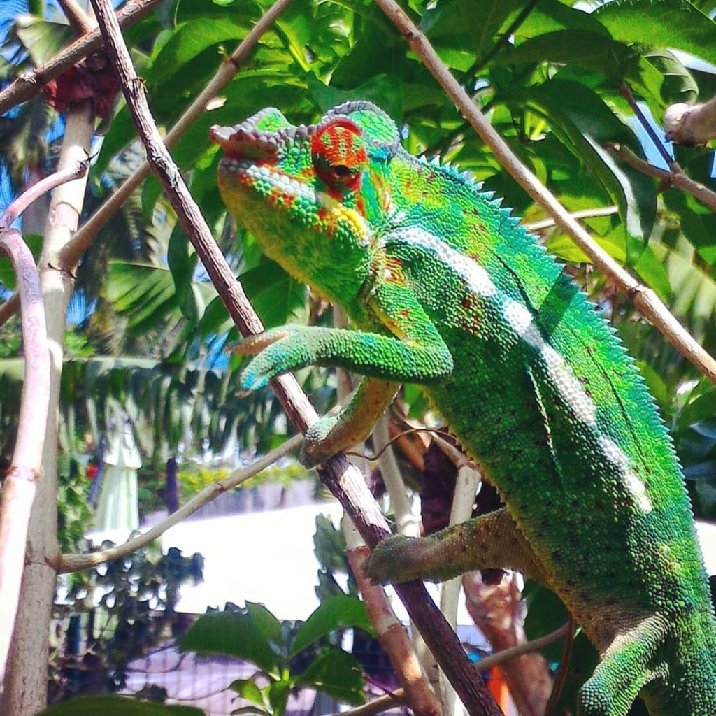 Endromi - Cameleon de la Reunion