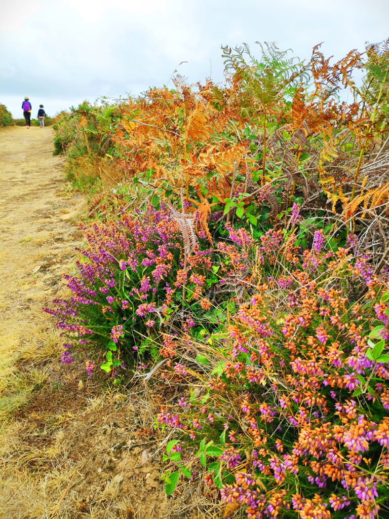 fleures et nature ile de groix